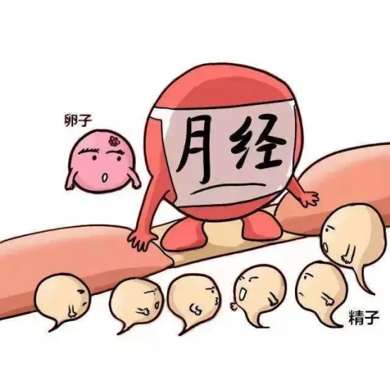 来月经就会排卵？你要分清！